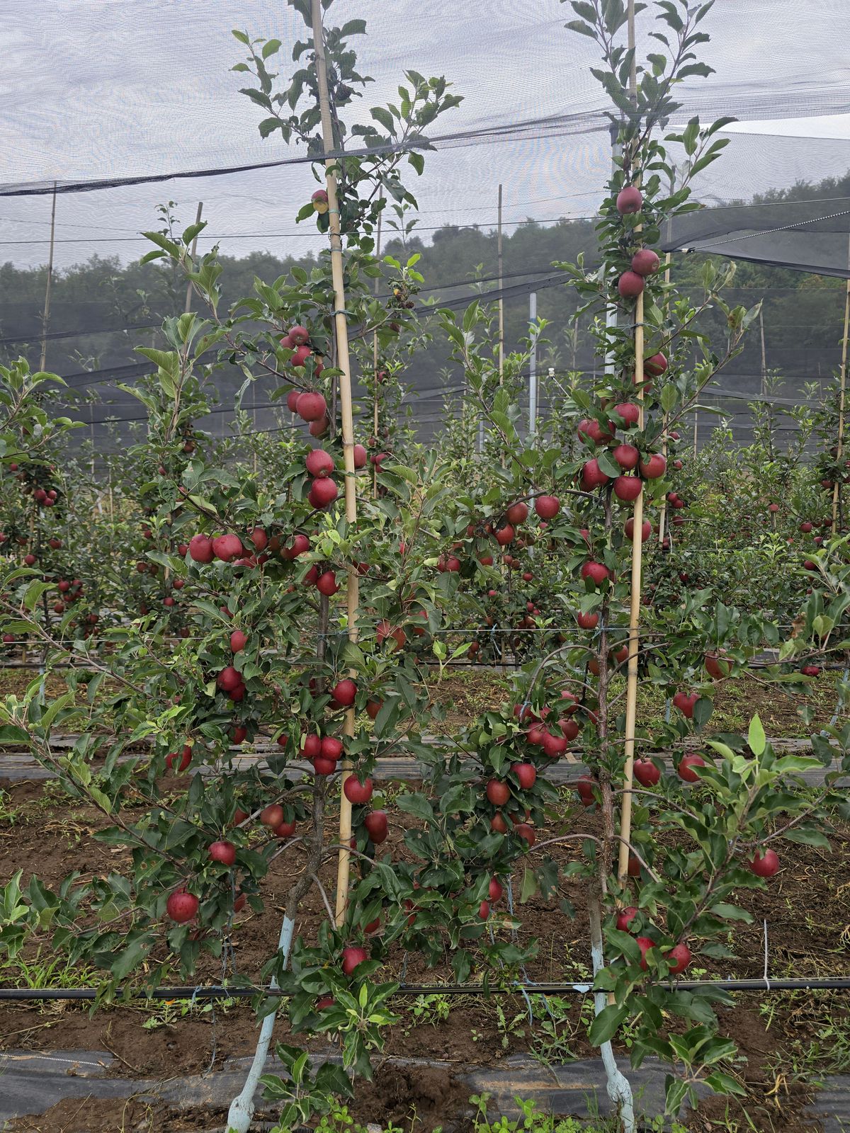 Auction Notice Apple & Walnut KVK Anantng