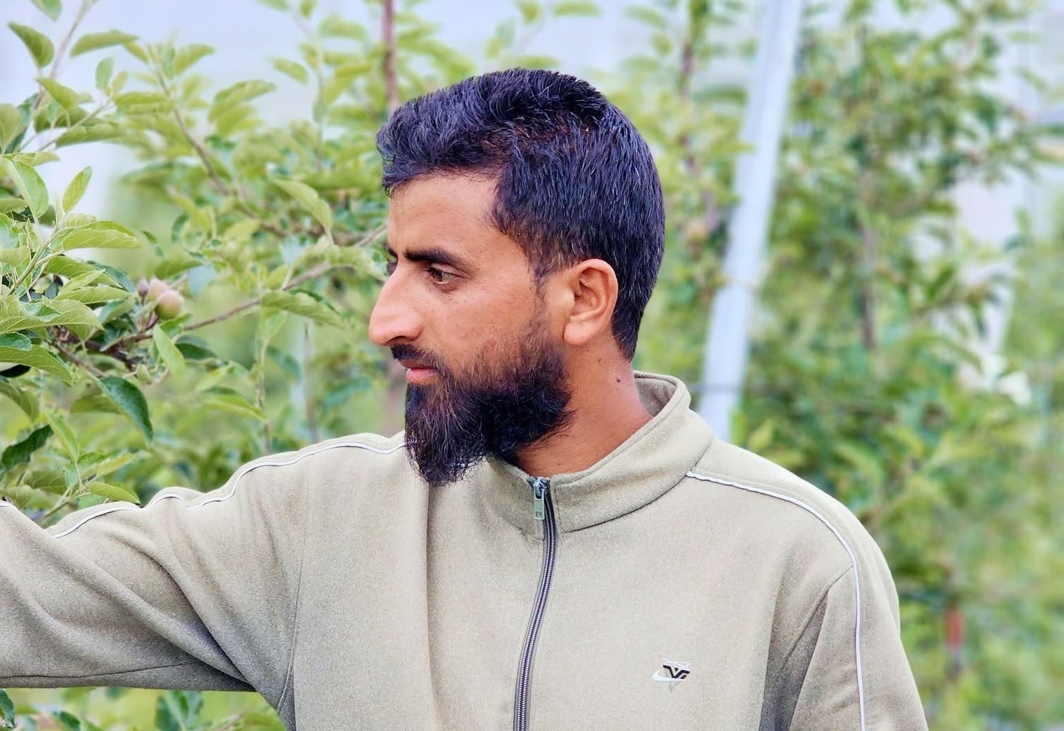 Cultivating Success Through High-Density Apple Farming